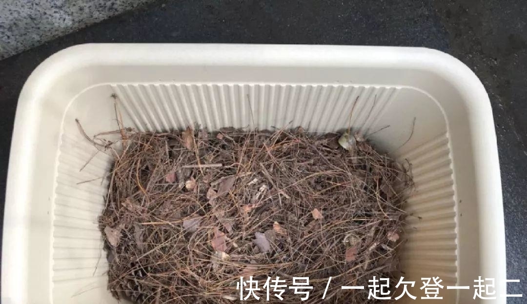 植株生长怕烂根,在盆底垫上这些东西,我们还要注意什么?