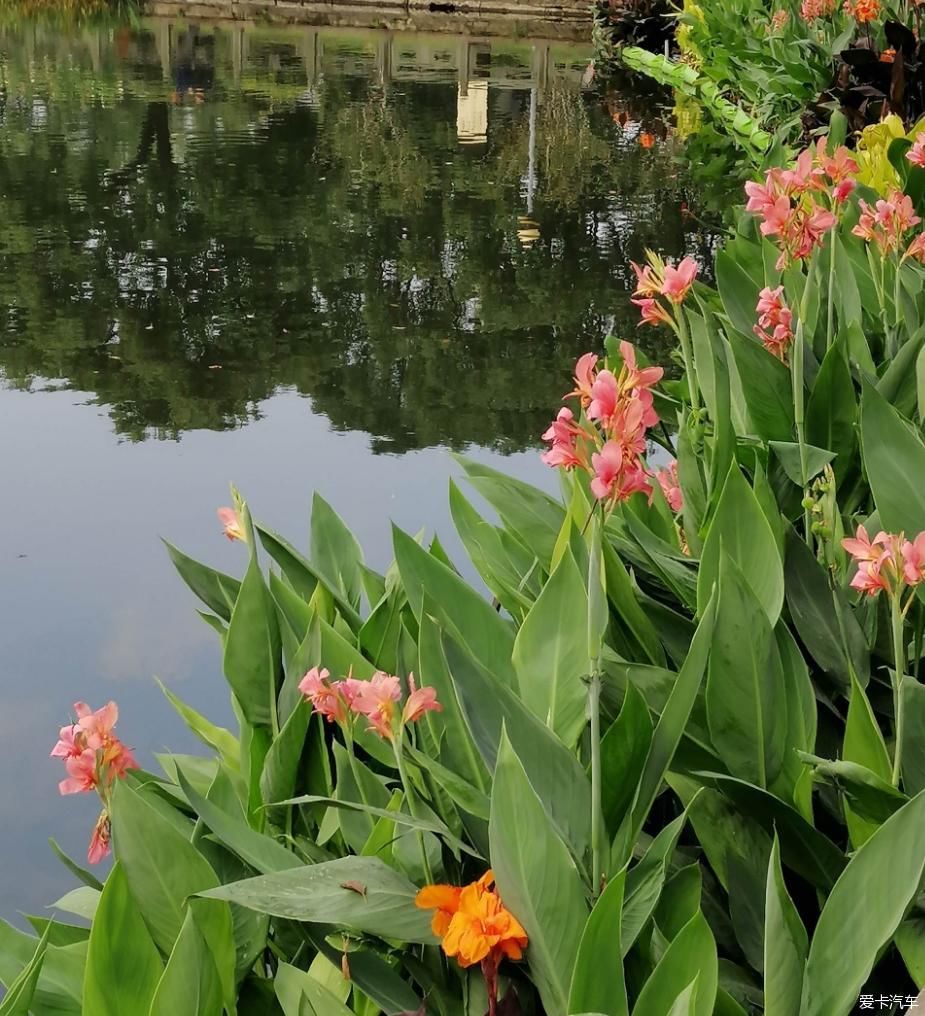 地标|晨游月湖园，误撞童槐家