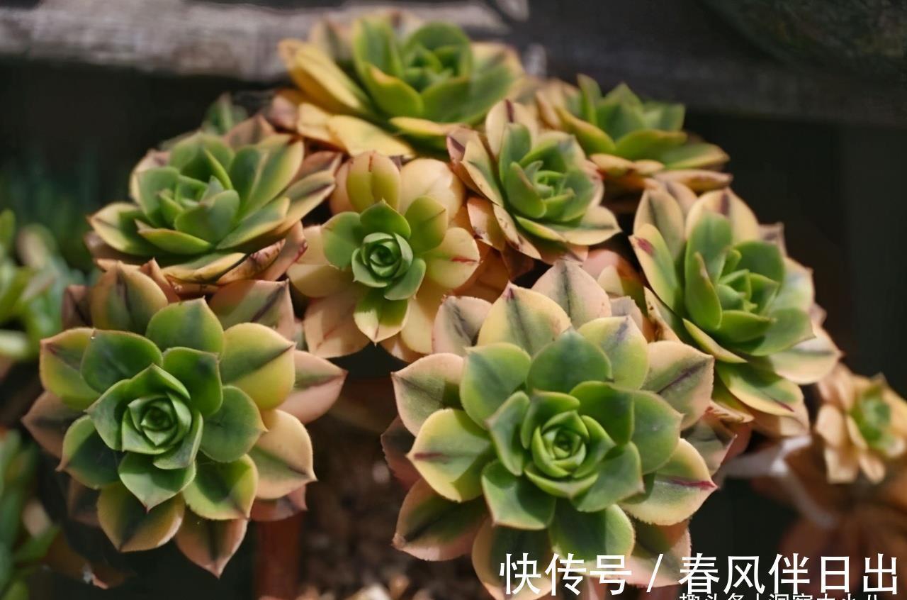 养护|多肉法师有“三怕”,难怪叶片哗哗掉,避开半年内逆袭成小老桩