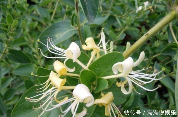 金银花泡水|金银花泡水好处多,有3类人最好不喝,避免对身体造成不利影响