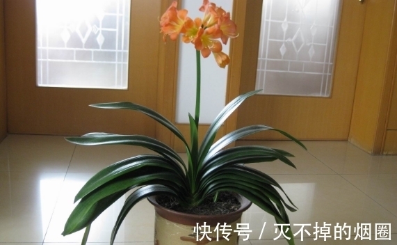 君子兰|善用酒水养叶、酵素壮根、松针松土,养君子兰才能观花赏叶