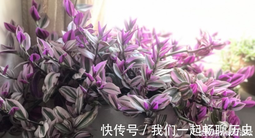 吊兰|这两种绿植，就算没有太阳也能长，非常适合在家里种