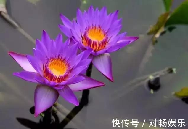 世界上最贵的花，一盆就是一座房子！看过的贵气满满