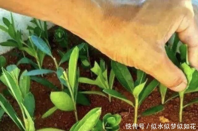 “1种花”夏季扦插,一碰到土壤,“12天”长根系,1年后开满花!