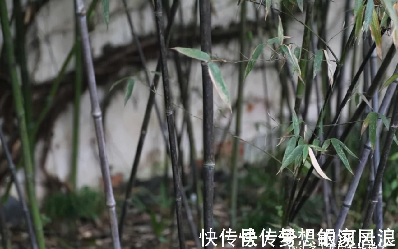 花盆|没有院子也能养好竹子,这几种竹子可以做成盆景养在室内