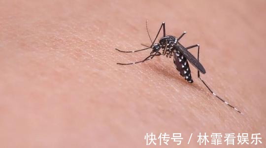 安眠药|藿香正气水不仅可以祛暑,还有“百种”妙用,比喝下去还有效