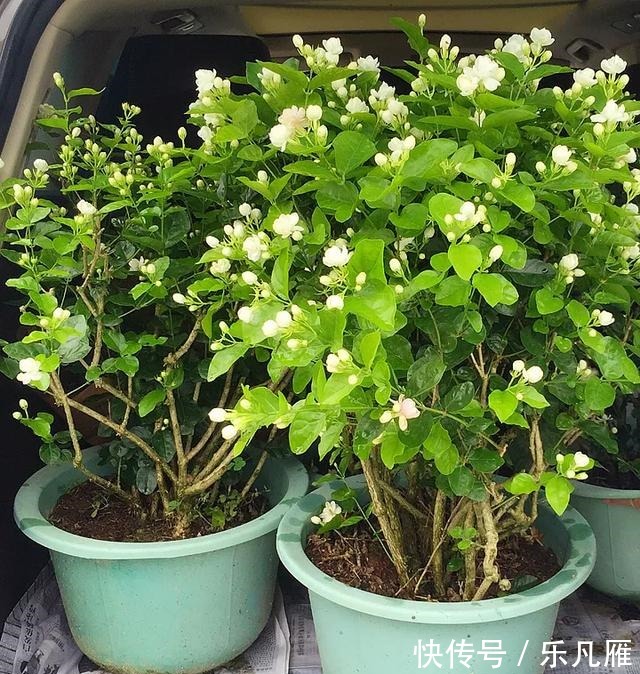 养花技巧快死的花,剪一刀立马活,还能再开花!