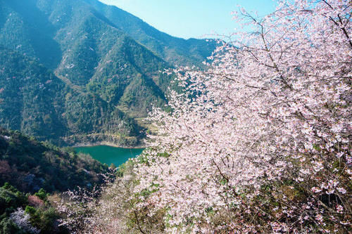 距杭州仅2小时，隐藏在山谷间的樱花美到窒息