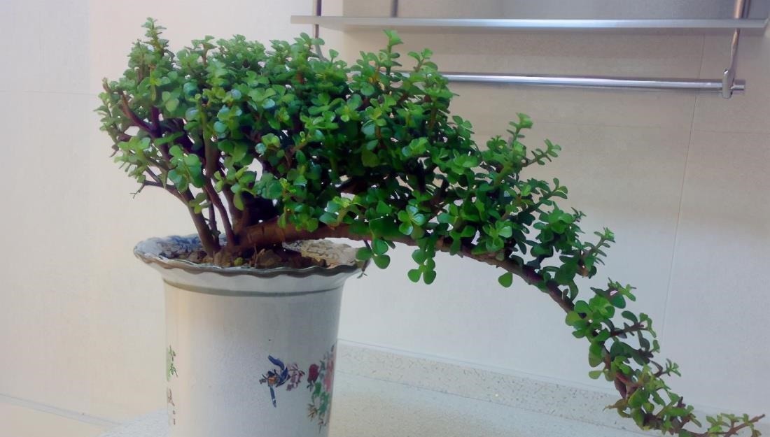 想养金枝玉叶悬崖桩？从一根枝条开始，简单几步操作，养成悬崖桩