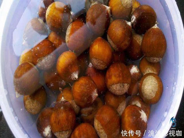 分享|板栗好吃难保存分享4个小诀窍,板栗个个糯粉香甜又新鲜!