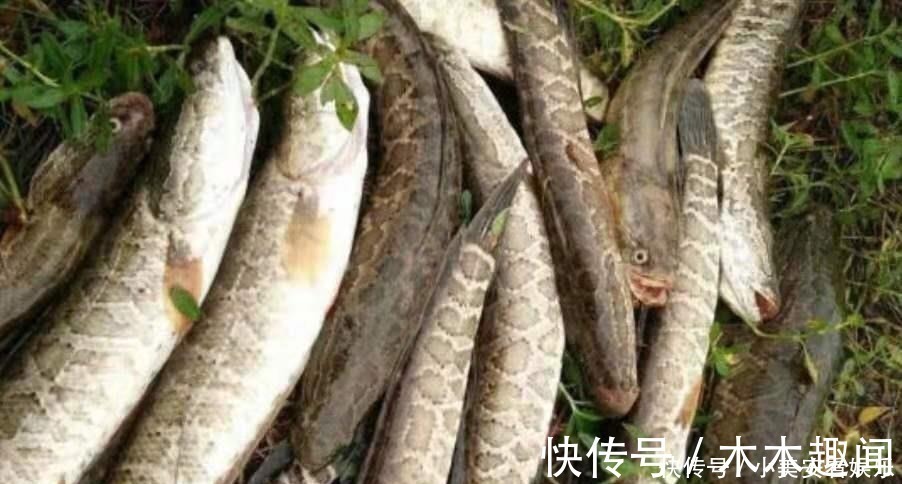 话不多说,天气再热只要用好这套黑鱼钓法,保你上了一条又一条