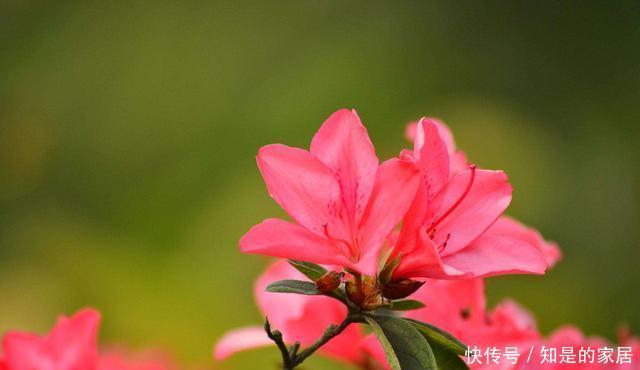 导致的落叶|杜鹃出现非正常落叶怎么办