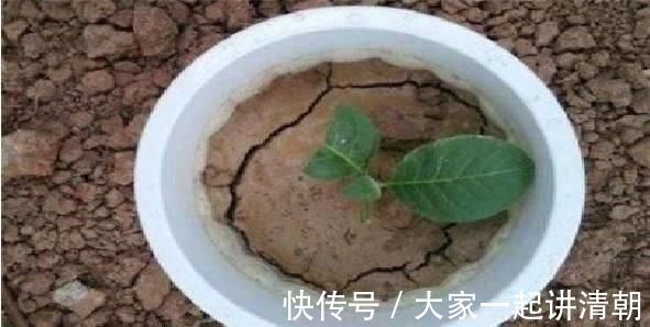 发酵|盆土铁如锤浇这“2种水”,一浇就疏松,5年不用施肥换盆了