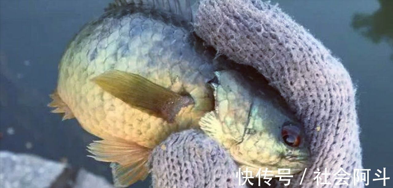 江西一男子野钓遇“怪鱼”,惊喜变成了惊吓,到底怎么回事?