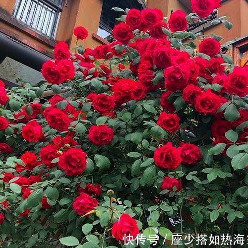 家里有个小露台,养上2棵红木香,一次开花100朵