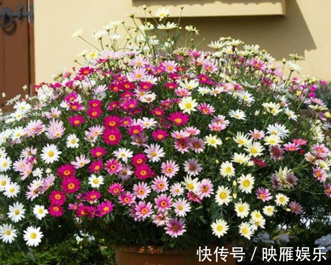 爆盆|罕见的花卉“玛格丽特”养护要求较高,只要方法的当,花开爆盆!
