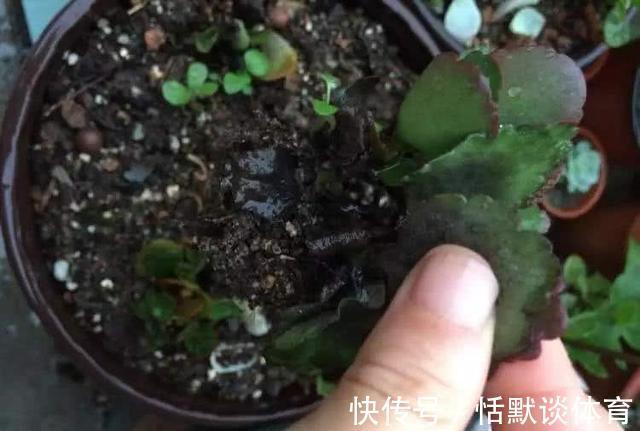 危险期|立秋后,6种花进入“危险期”,当心“黑腐”找上门