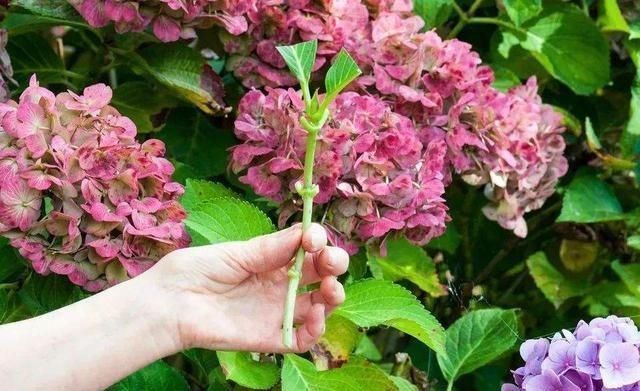 绣球花|这几种花这时候扦插最合适,不怕热生根快,今年不行动还要等明年
