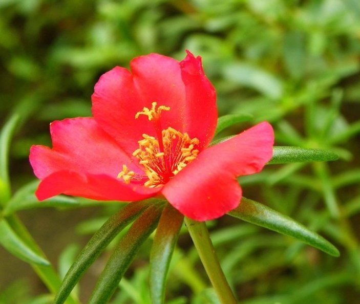 好养|“识货人”都养4种花,简单好养,一年就能长满盆