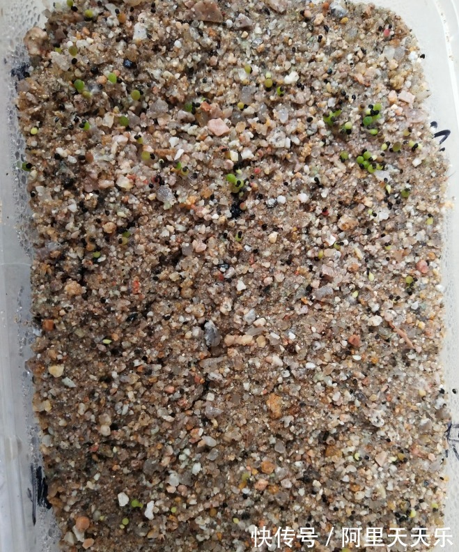 开花的仙人球,刷一下、结籽千千万,撒土里冒一盆苗!