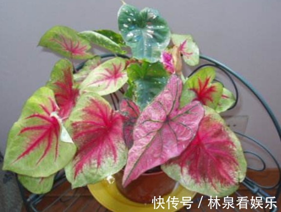 绿豆瓣|空调房养花难选对了花就容易,推荐“这三种花”,随便养都爆盆
