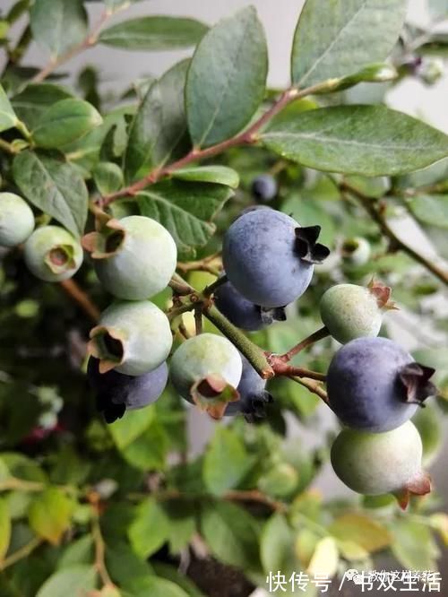 7种花冬天要“春化”,必须冻满1个月,不然落花落蕾不开花!