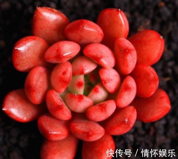 养“红宝石”时,叶片总带“绿色”,教你用几招,不久变得红彤彤