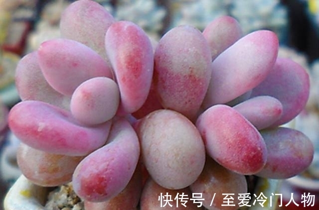 哪个品种让你爱上多肉?我因为紫乐入坑,已经被养成了大老桩