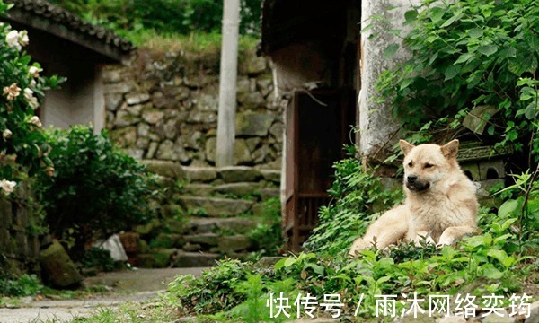 炎炎夏日|炎炎夏日避暑好去处——浙江的这座千年古村