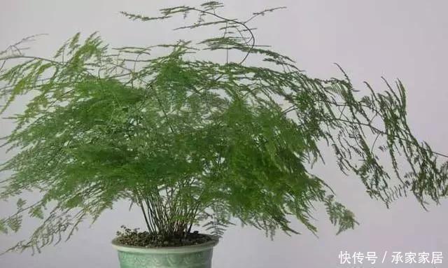 这2种花最“养人”,家里养1盆,空气清新,还杀菌