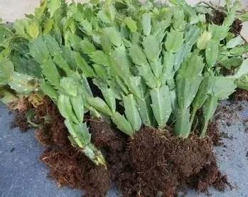 给植物浇点神奇水!一晚就能长出根系!一盆秒变百盆!