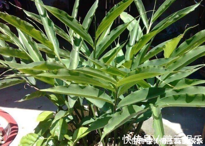 收获|家中的油桶别扔了,里面丢一块姜,浇点水给点肥,一年收获一大盆