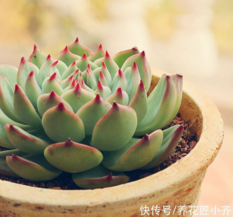 多肉|四季分明的地区养多肉,记住浇水3句“口诀”,根壮叶肥状态美