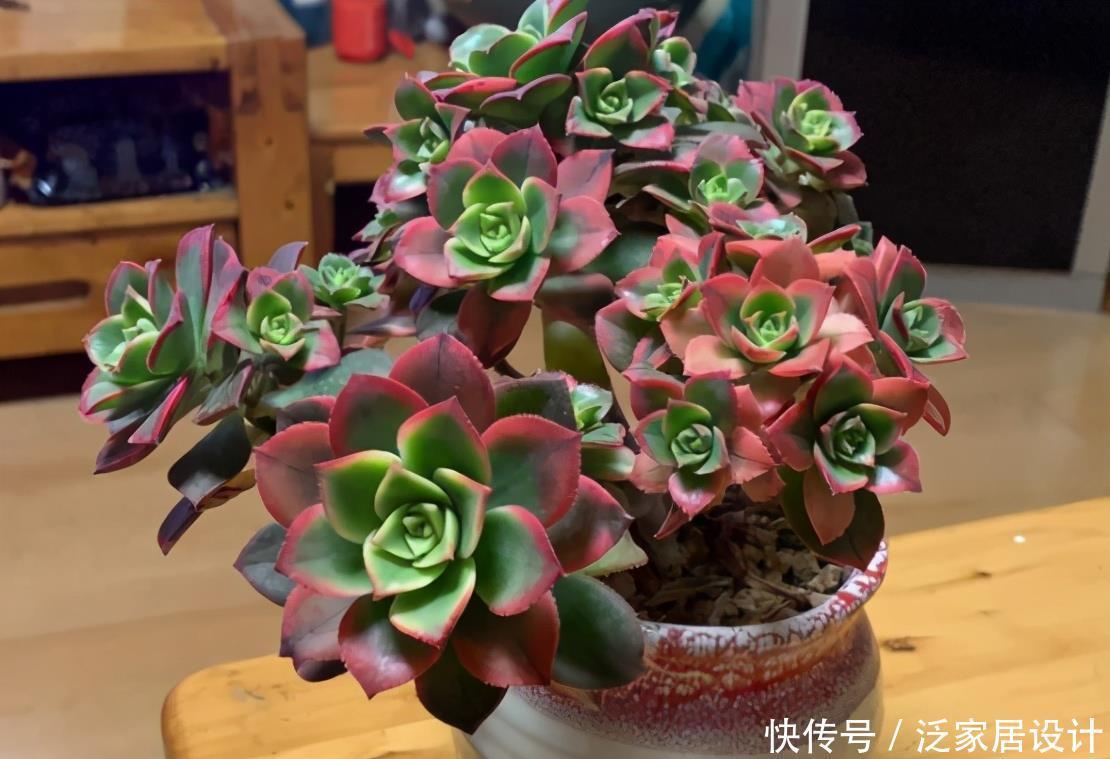 这些多肉新手买一盆死一盆,已被肉友拉进“黑名单”,买了浪费钱