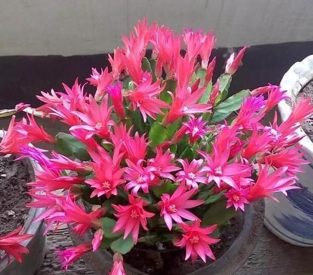 散光|北阳台阳光少,可是此7种花,照样一个劲儿开花,连开几个月