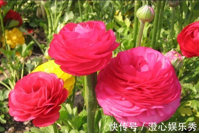 繁花似锦|养花试试几款花卉，花开繁盛花香怡人，四季繁花似锦