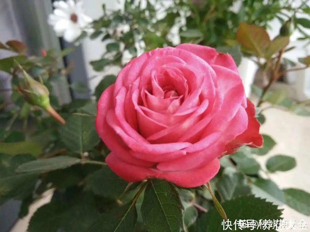 月季现在赶紧施肥，不然越长越差，上肥后月月开花