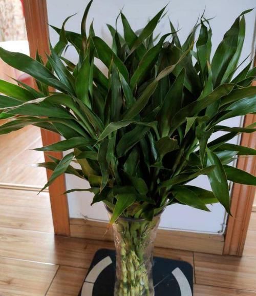 北阳台光线较差，怎么盆栽植物？5款“耐阴花”，没问题！