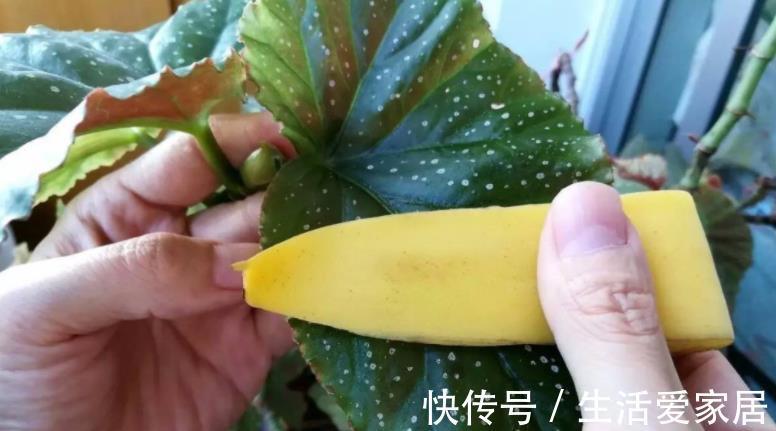万能肥|香蕉皮：绿叶的“清洁剂”，养根壮土的“万能肥”
