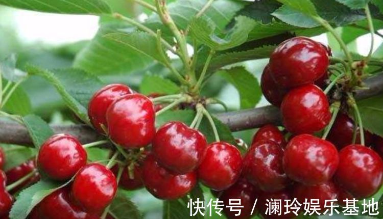 3种水果种阳台上，当年果子挂满枝，随吃随摘无公害，全家乐呵呵