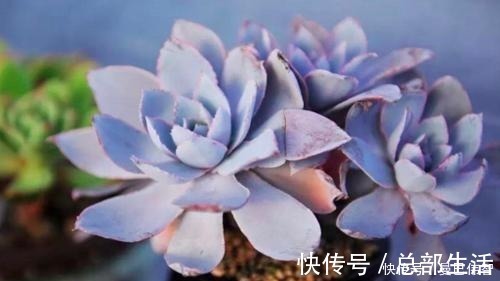 10款紫色系多肉，每一款都浪漫好养，养一盆“紫气东来”！