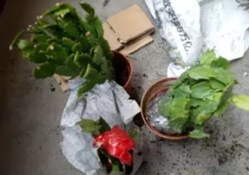 花苞|蟹爪兰叶片变薄,花苞掉不停,做到这三点花开爆盆,叶片亮