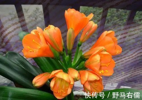 富贵竹|爱喝“啤酒”的4种花,隔几天喝1杯,不施肥也呼呼长