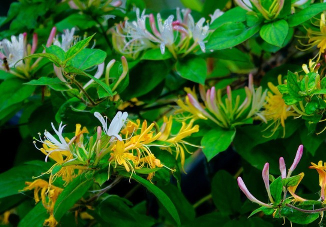 金银花|送这几种花等于送“财神”，个个都代表财运滚滚，生意人喜笑颜开