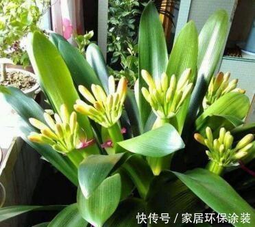 加点|君子兰3年不见长?浇水加点酒,芽多、根粗、叶绿,开花多