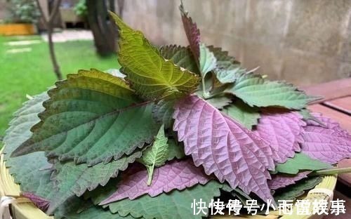 紫苏|这种叶子夏天到处是,泡茶喝散寒解毒、降压降脂阳台就能种