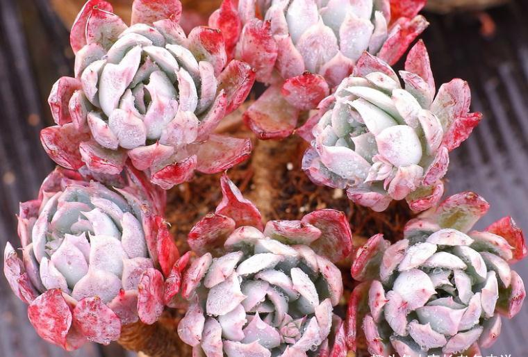 多肉蓝安娜为什么又叫火焰杯?若是你看过它最美的状态就会懂了