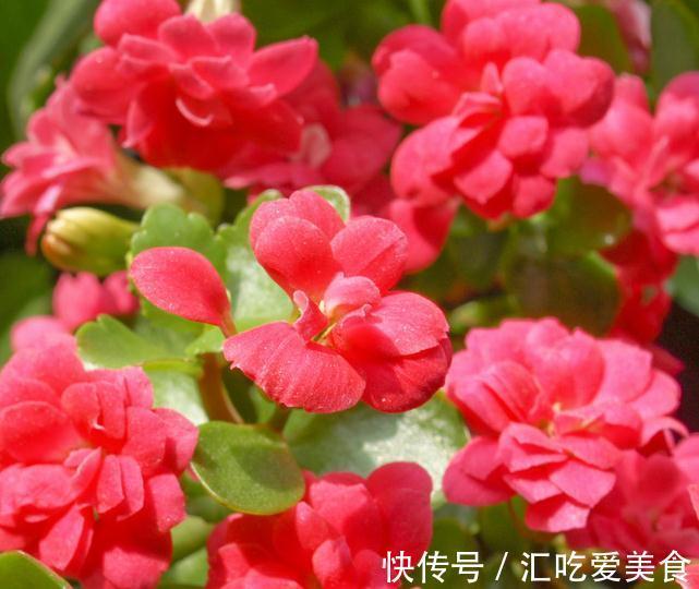 长寿花叶片小花不开,一个小技巧快速帮您解决它