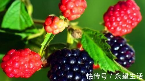 食物|对身体极好的3种食物,可以预防贫血,非常适合女人食用