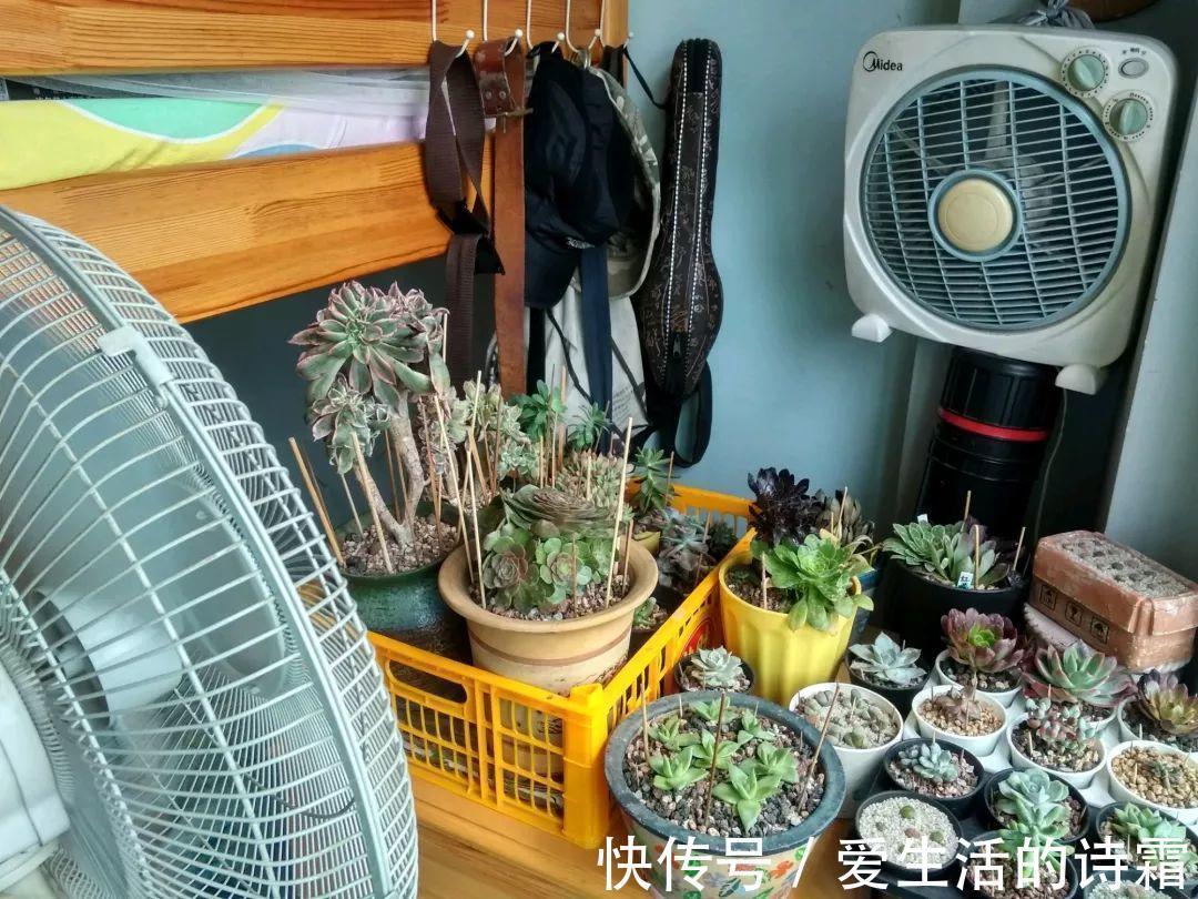 肉友|天一热,别管多肉徒不徒长了,能活下来就不容易!